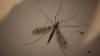 Tipula sp.